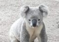 Keep an eye out for koalas on the move