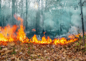 Get bushfire ready with Redlands Coast community information sessions