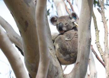 Council advocates for koalas, housing and funding at national assembly