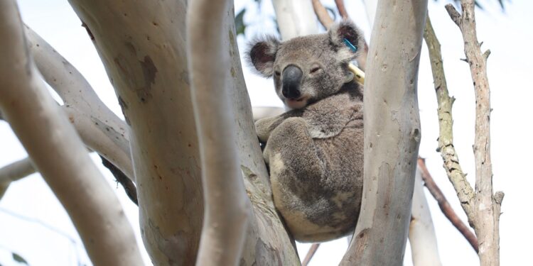 Council advocates for koalas, housing and funding at national assembly
