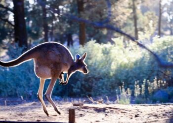 Council extends consultation period for major amendment