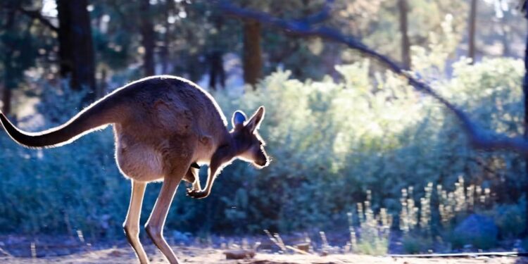 Council extends consultation period for major amendment