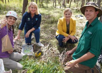 Gathering gourmet gum leaves for Redlands Coast koalas