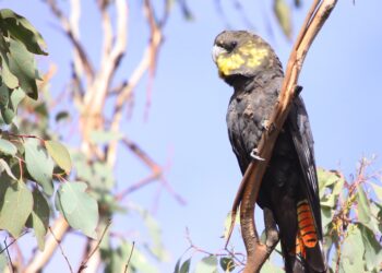 Council holds workshop ahead of annual Great Glossy Count