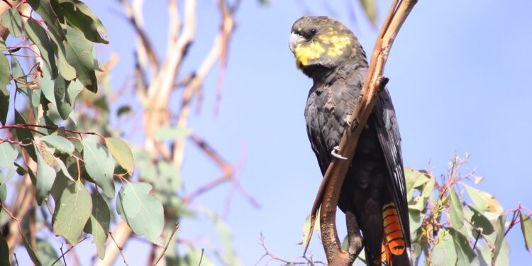 Council holds workshop ahead of annual Great Glossy Count