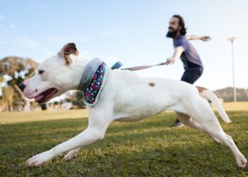Council endorses recommendations to Queensland Government dog laws review