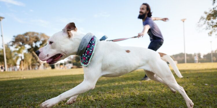 Council endorses recommendations to Queensland Government dog laws review