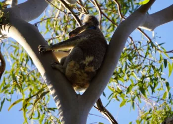 Koala-proof fencing installed at Birkdale to help protect local koala population