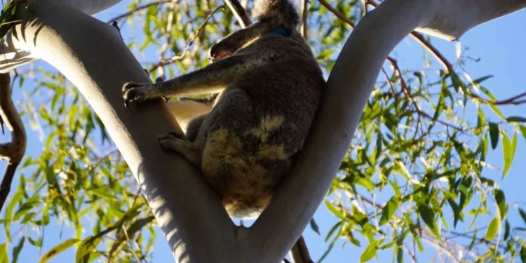 Koala-proof fencing installed at Birkdale to help protect local koala population