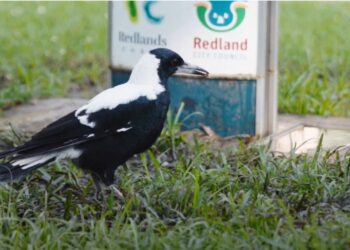 Magpies take one fell swoop to protect their young