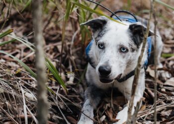 Detection dogs are key to koala protection