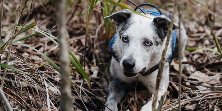 Detection dogs are key to koala protection