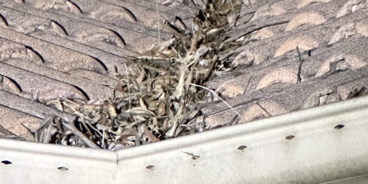 Prepare your home for disasters with a gutter clean