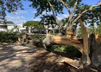 Cleveland poinciana succumbs to decay and collapses