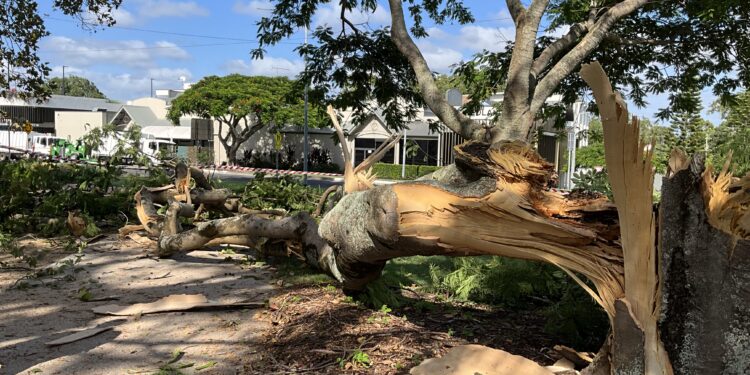 Cleveland poinciana succumbs to decay and collapses