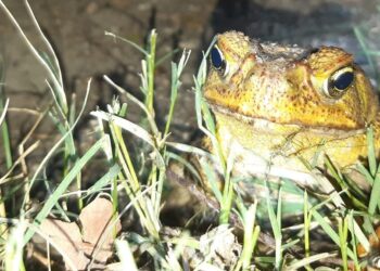 Residents urged to join annual event to reduce cane toad numbers