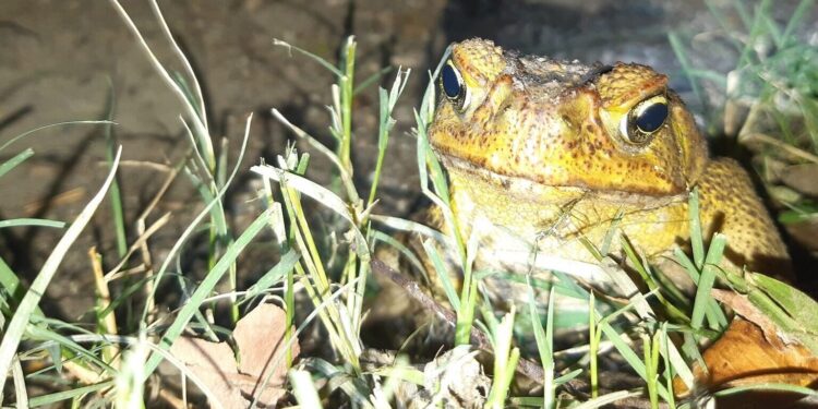 Residents urged to join annual event to reduce cane toad numbers