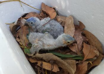 Redlands Wildlife Rescue needs more phone volunteers