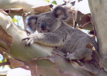Council advocates at national assembly for more support for local government