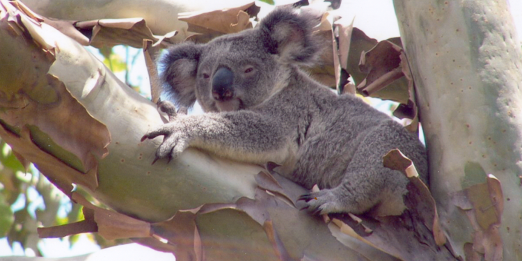 Council advocates at national assembly for more support for local government