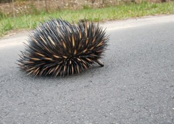 Take care, there’s wildlife out there