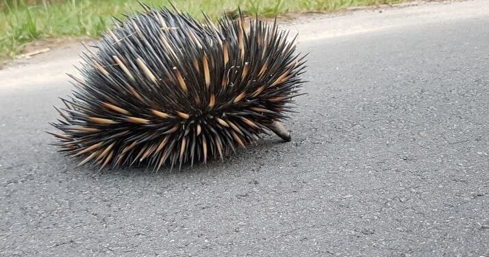 Take care, there’s wildlife out there