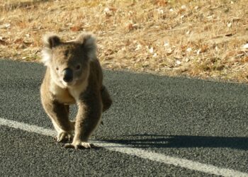 Keep an eye out for young koalas on the move across Redlands Coast