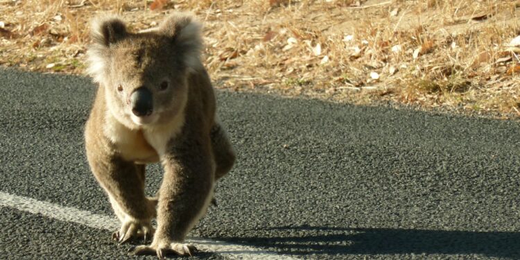 Keep an eye out for young koalas on the move across Redlands Coast