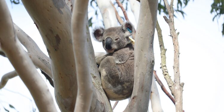 Learn how to spot koalas during guided wetlands walk