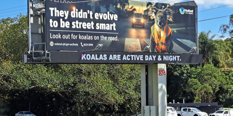 Koala campaign continues to evolve even if koalas don’t