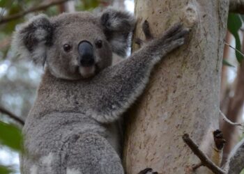 How to help koalas survive in suburbia