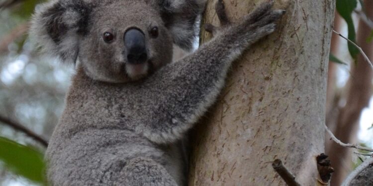 How to help koalas survive in suburbia