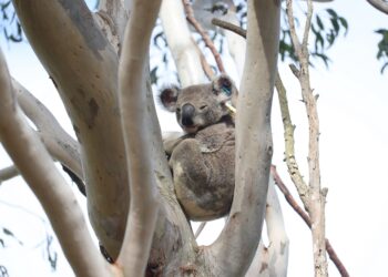 It takes a village to raise a koala