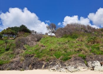 Council investigates tree vandalism on Minjerribah