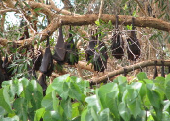 What to do if you find a flying-fox affected by paralysis syndrome
