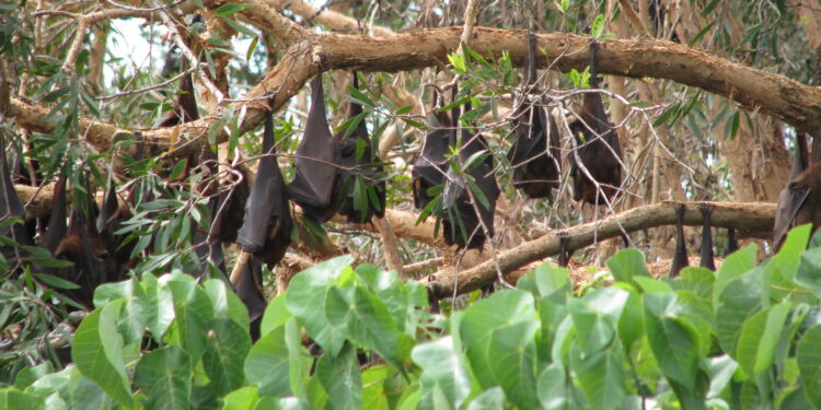 What to do if you find a flying-fox affected by paralysis syndrome