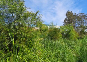 Environmental success stories flow from waterways program