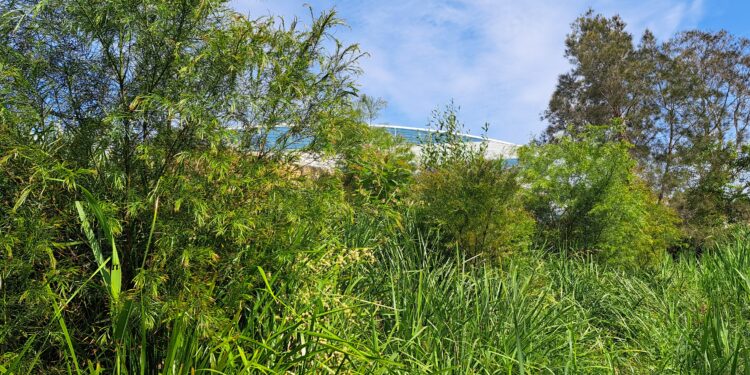 Environmental success stories flow from waterways program