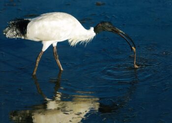 Ibises are native birds who have changed some of their native ways