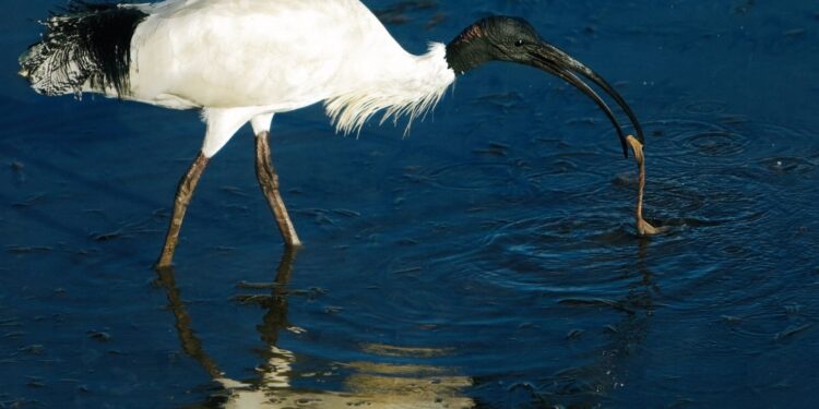 Ibises are native birds who have changed some of their native ways