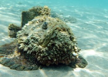 Community urged to be wary of stonefish