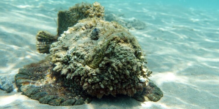 Community urged to be wary of stonefish