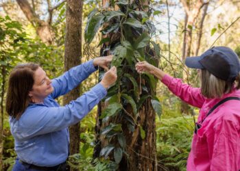 Council’s dedication to protect Redlands Coast’s unique environment