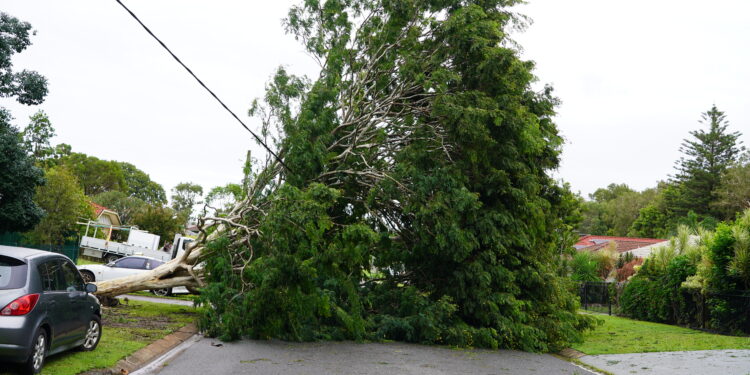 Tropical Cyclone Alfred: the statistics behind Council’s preparation and response
