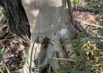 Council investigating tree vandalism incident at Redland Bay