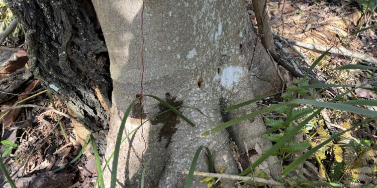 Council investigating tree vandalism incident at Redland Bay