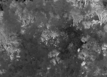 High-tech drone keeping close watch on flying-foxes