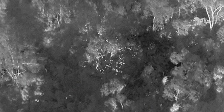 High-tech drone keeping close watch on flying-foxes