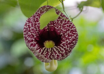 New biosecurity plan to safeguard Redlands Coast lifestyle