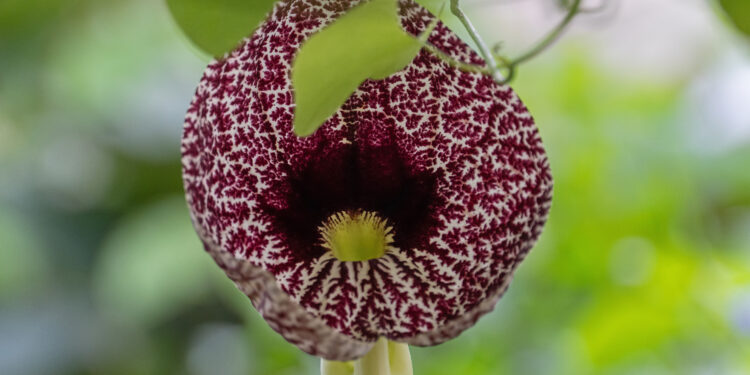 New biosecurity plan to safeguard Redlands Coast lifestyle